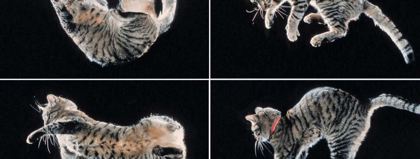 The secret of how cats twist in mid-air to land on their feet