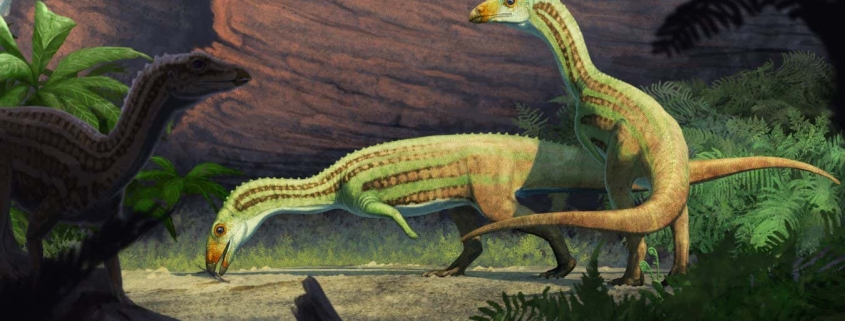 Ancient ‘weirdo’ reptile graduated from 4 legs to 2 in adolescence