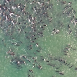 Orcas may be to blame for some mass dolphin strandings