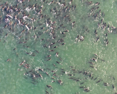 Orcas may be to blame for some mass dolphin strandings