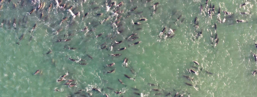 Orcas may be to blame for some mass dolphin strandings