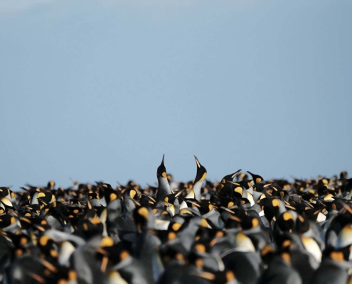 King penguins are thriving in a warmer climate, but it may not last King penguins are thriving in a warmer climate, but it may not last