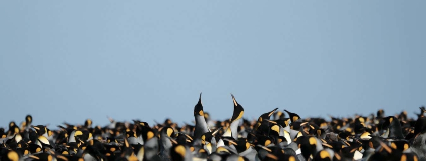 King penguins are thriving in a warmer climate, but it may not last