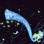 A unicellular organism with no brain is capable of Pavlovian learning