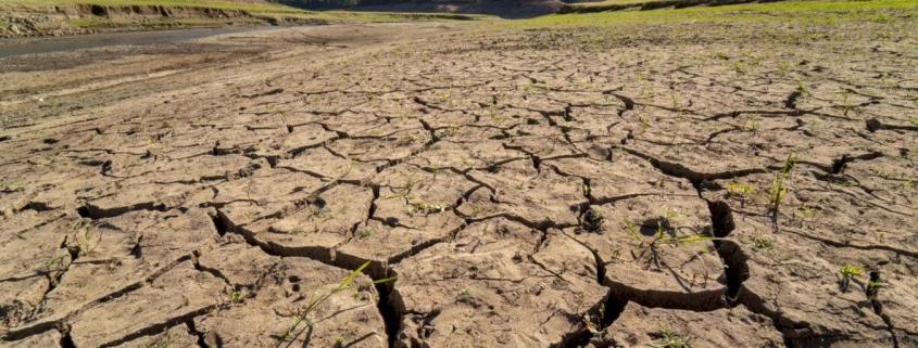 Can species evolve fast enough to survive as the planet heats up? Can species evolve fast enough to survive as the planet heats up?