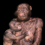 Our extinct Australopithecus relatives may have had difficult births Our extinct Australopithecus relatives may have had difficult births
