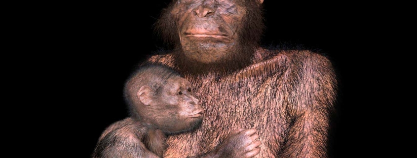 Our extinct Australopithecus relatives may have had difficult births