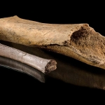 Ancient elephant bones reveal vivid details of a Neanderthal hunt