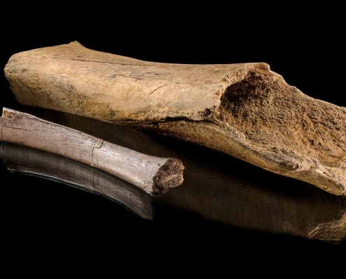 Ancient elephant bones reveal vivid details of a Neanderthal hunt