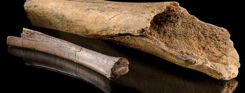 Ancient elephant bones reveal vivid details of a Neanderthal hunt