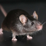 Landmark experiment reveals a big unexpected problem with cloning