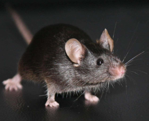 Landmark experiment reveals a big unexpected problem with cloning