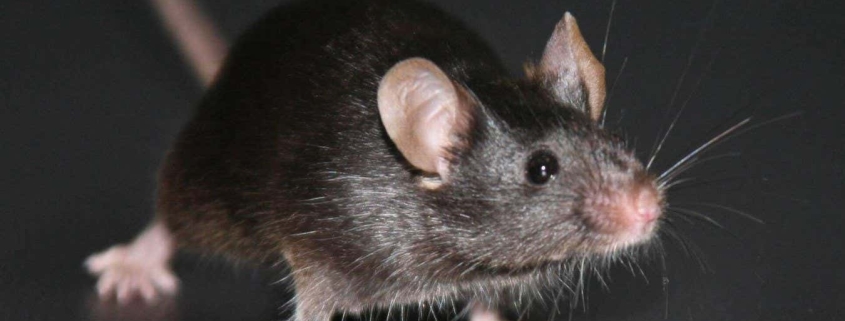 Landmark experiment reveals a big unexpected problem with cloning