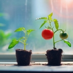 This Tiny Plant Could Help Crops Turn Sunlight Into Food Faster This Tiny Plant Could Help Crops Turn Sunlight Into Food Faster