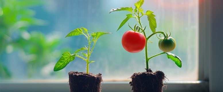 This Tiny Plant Could Help Crops Turn Sunlight Into Food Faster This Tiny Plant Could Help Crops Turn Sunlight Into Food Faster