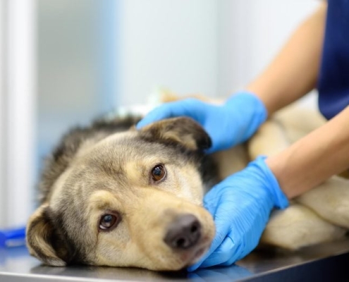 New Tick-Borne Bacteria Discovered in U.S. Dogs New Tick-Borne Bacteria Discovered in U.S. Dogs