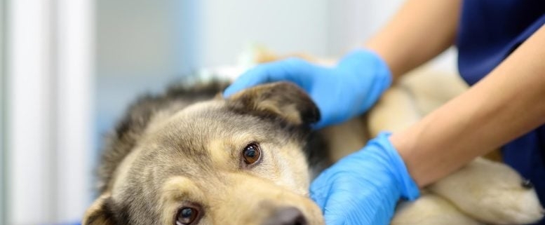 New Tick-Borne Bacteria Discovered in U.S. Dogs