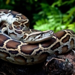 Python Blood Could Kickstart the Next Big Thing in Weight Loss