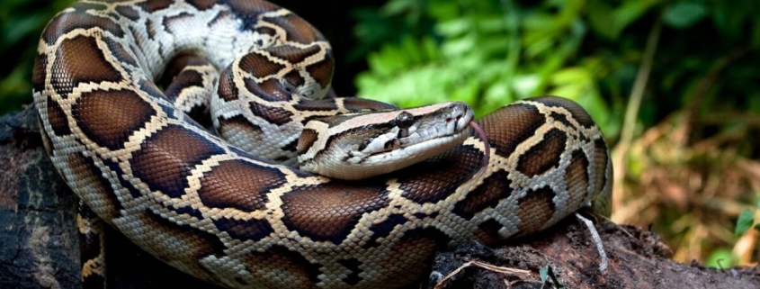 Python Blood Could Kickstart the Next Big Thing in Weight Loss