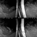 Achingly Sad Video Documents First-Known Case of Red Fox Attacking a Wolf Pup