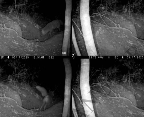 Achingly Sad Video Documents First-Known Case of Red Fox Attacking a Wolf Pup