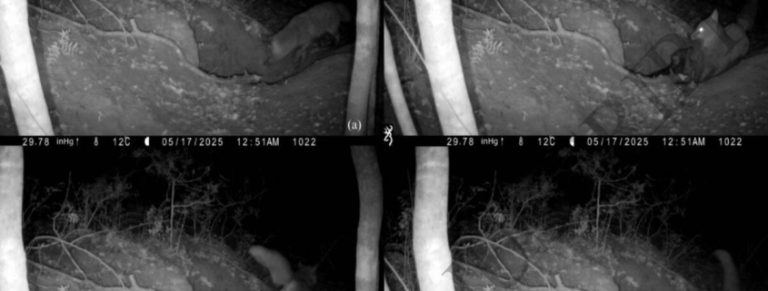 Achingly Sad Video Documents First-Known Case of Red Fox Attacking a Wolf Pup