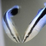 This Tiny Fish Passed an Intelligence Test That Once Distinguished Great Apes : ScienceAlert