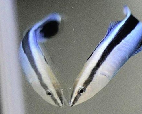 This Tiny Fish Passed an Intelligence Test That Once Distinguished Great Apes : ScienceAlert