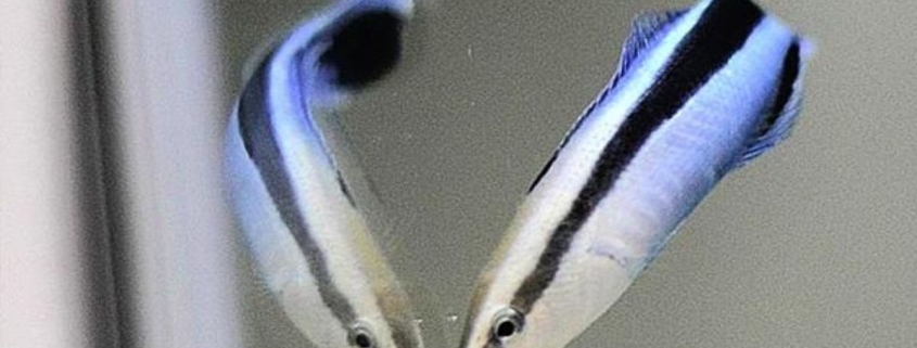 This Tiny Fish Passed an Intelligence Test That Once Distinguished Great Apes : ScienceAlert This Tiny Fish Passed an Intelligence Test That Once Distinguished Great Apes : ScienceAlert