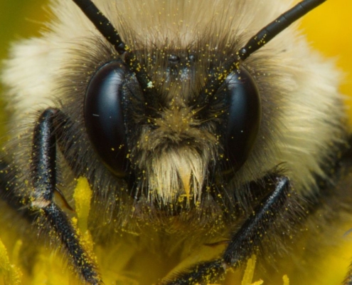 We Finally Know How Bumblebee Queens Can Survive Underwater For Days : ScienceAlert