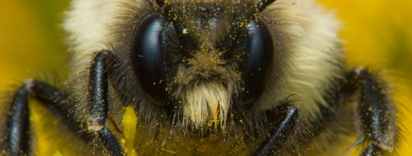 We Finally Know How Bumblebee Queens Can Survive Underwater For Days : ScienceAlert