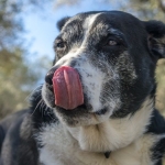 The Microbes in Your Dog’s Gut May Predict Their Cancer Prognosis : ScienceAlert