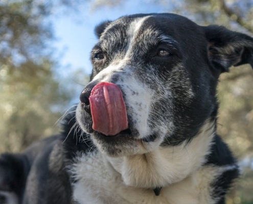 The Microbes in Your Dog’s Gut May Predict Their Cancer Prognosis : ScienceAlert
