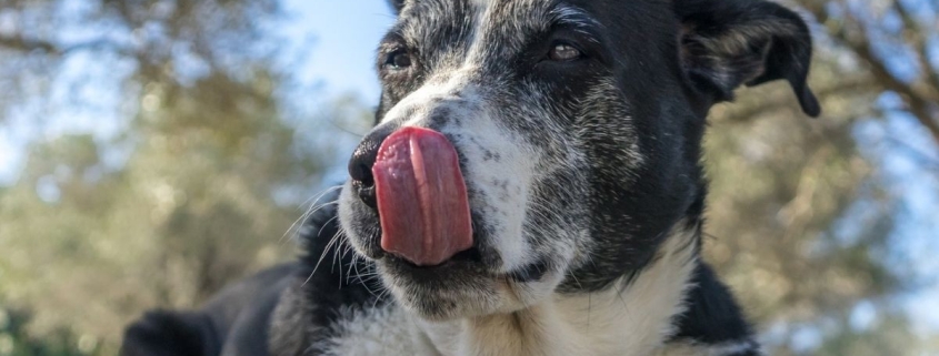 The Microbes in Your Dog’s Gut May Predict Their Cancer Prognosis : ScienceAlert