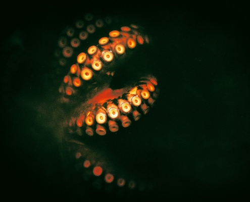 Efforts Grow to Ban Octopus Farming