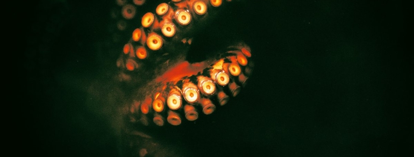 Efforts Grow to Ban Octopus Farming