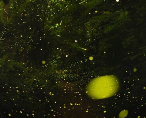 The science of how fireflies stay in sync