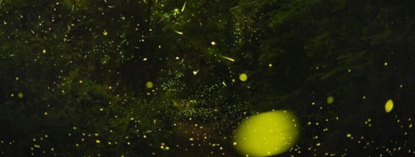 The science of how fireflies stay in sync