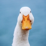 This privacy-first chatbot is taking off – here’s why and how to try it