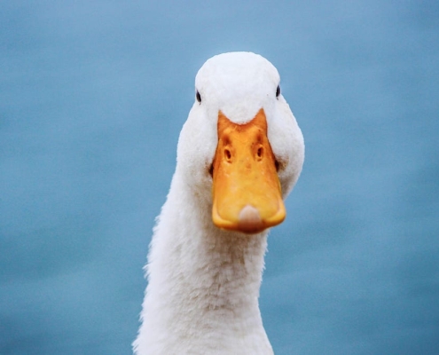 This privacy-first chatbot is taking off – here’s why and how to try it This privacy-first chatbot is taking off – here’s why and how to try it