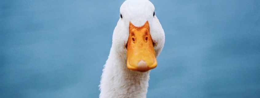 This privacy-first chatbot is taking off – here’s why and how to try it