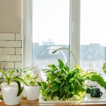 9 Hardy Houseplants That Practically Take Care of Themselves