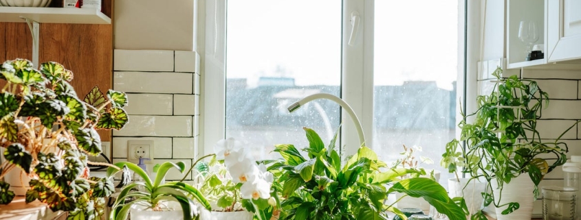 9 Hardy Houseplants That Practically Take Care of Themselves