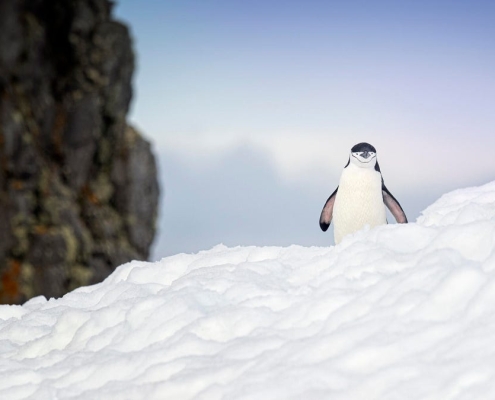 I used Omega Linux to revitalize a junk PC, and it’s noticeably better than Ubuntu