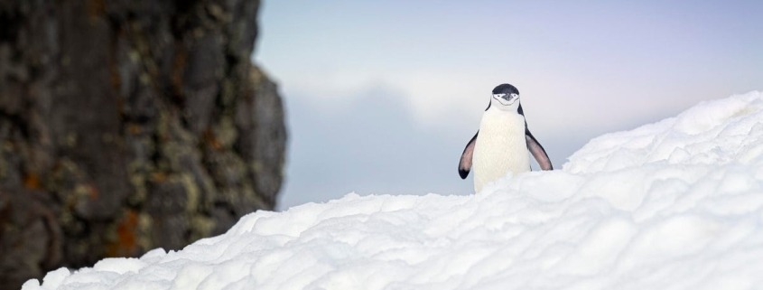 I used Omega Linux to revitalize a junk PC, and it’s noticeably better than Ubuntu