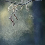 Pollen Might Be Hurting Kids’ Test Scores