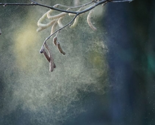 Pollen Might Be Hurting Kids’ Test Scores