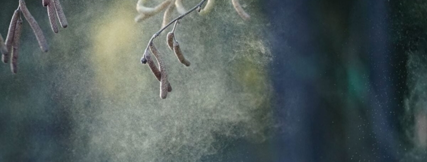 Pollen Might Be Hurting Kids’ Test Scores Pollen Might Be Hurting Kids’ Test Scores