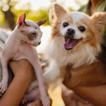 Your Pets Will Thank You For These 4 Gadgets From Costco