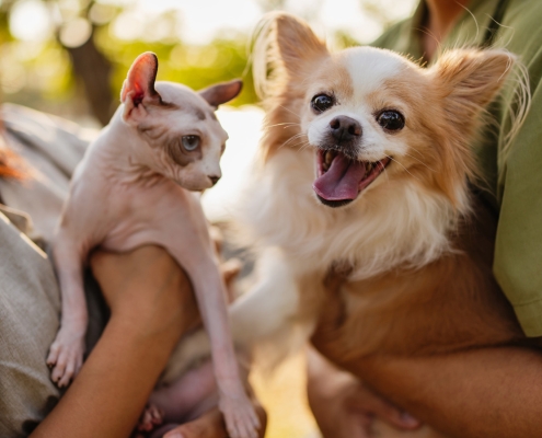 Your Pets Will Thank You For These 4 Gadgets From Costco